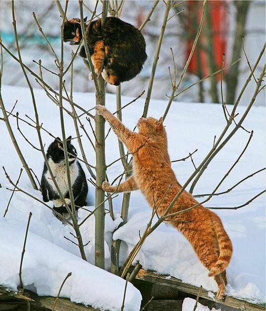 ГУЛЯЛА  КОШКА...  ПОЁТ Э.  СТРУСБЕРГ