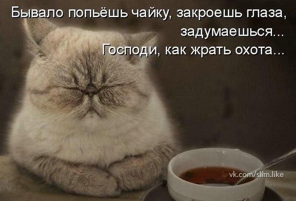 Диета (котоматрицы)