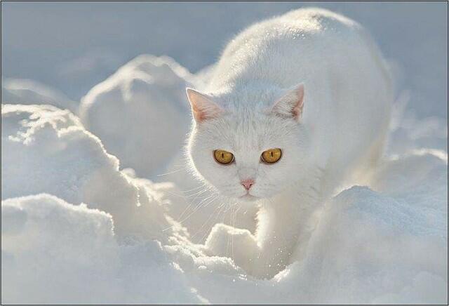 Мой белый кот - зима...