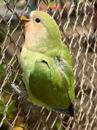 Ручной не стану!