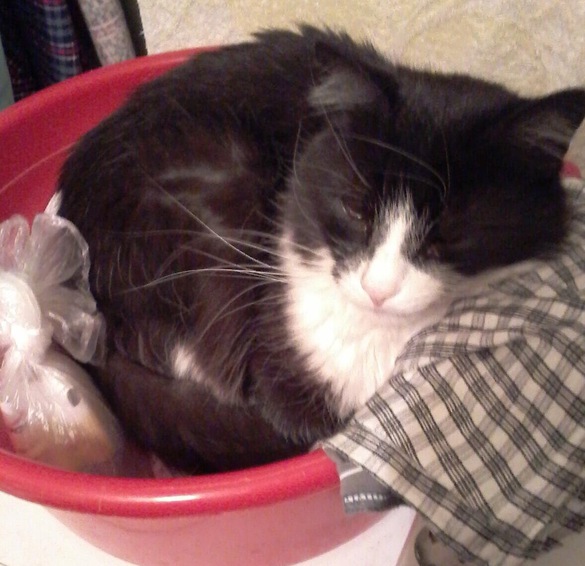 Опять В Тазу Топуля Массу Топит. 