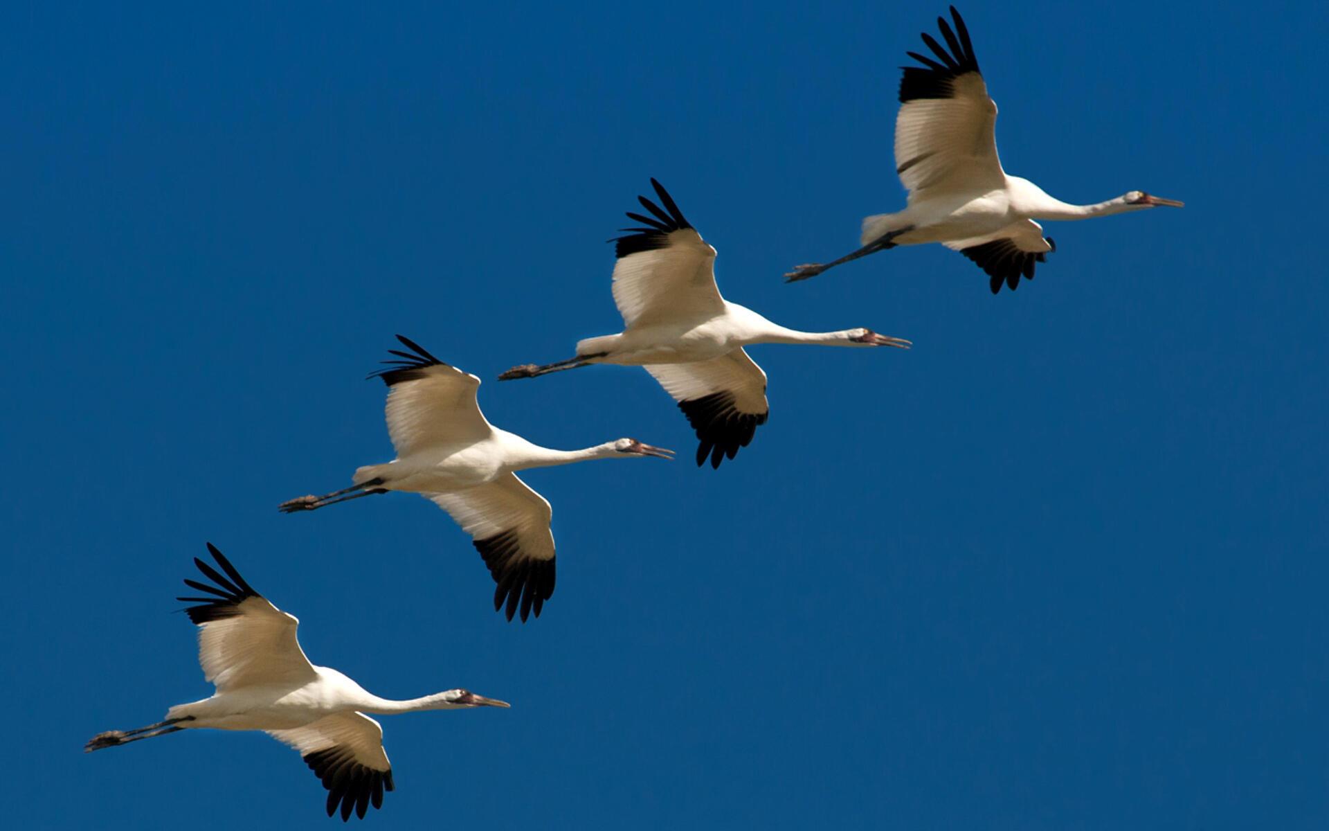 ОТ  КРЫЛА  НА  СОЛНЦЕ  ТЕНЬ