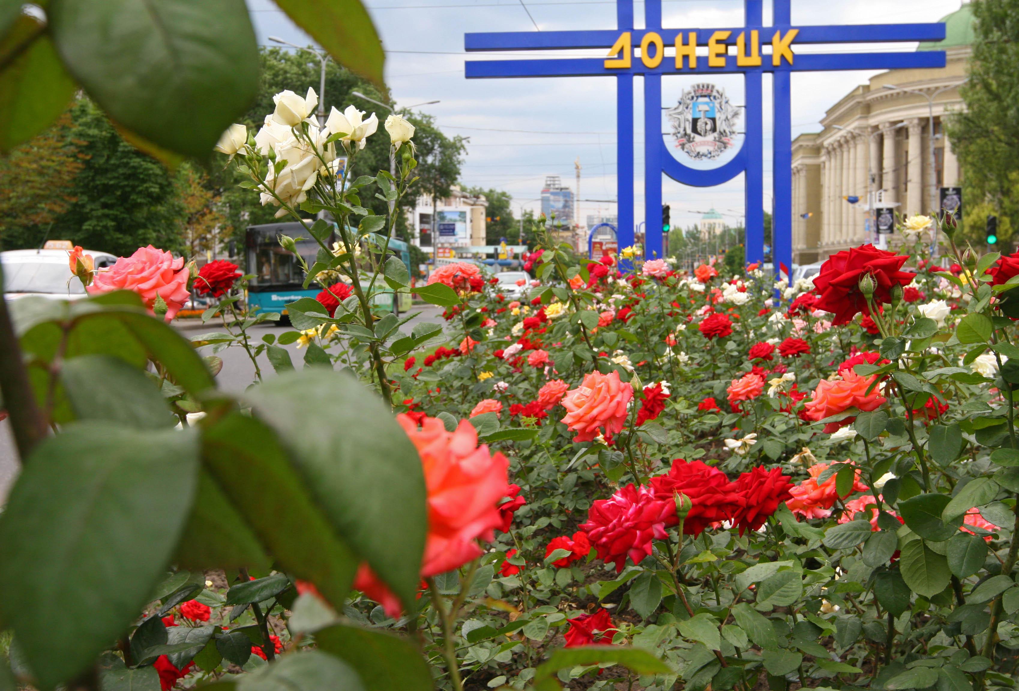 Розы городские цветы. Донецк город миллиона роз. Розарий Донецк.