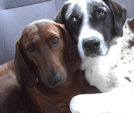 НЕРАЗЛУЧНАЯ ПАРА