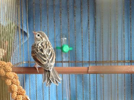 Ведь в клетке птица не летает.