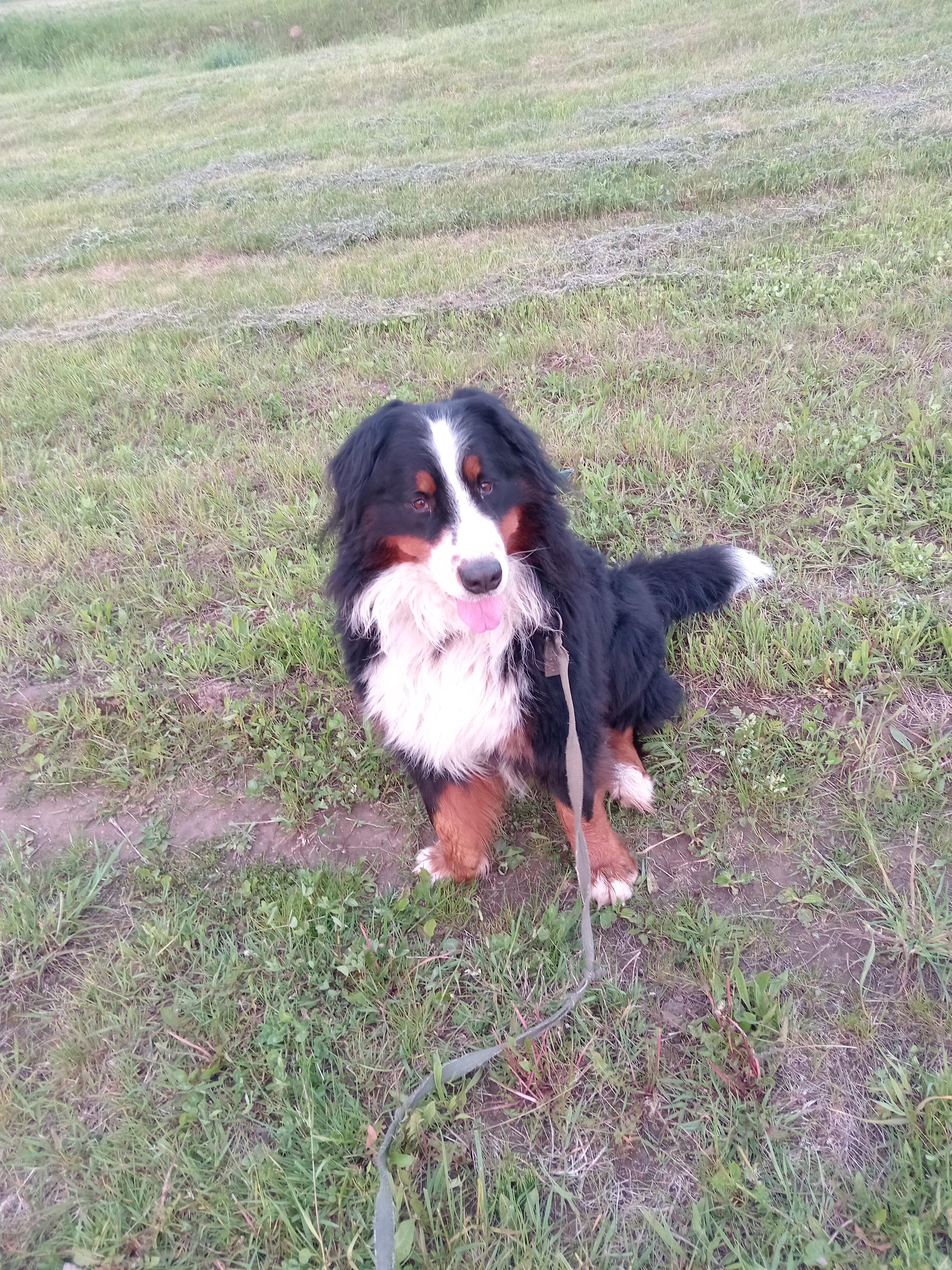 Лохматый-фантазёр