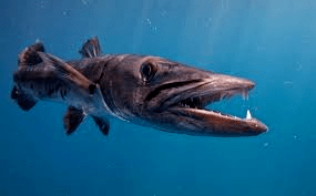 В тёмно-синем море