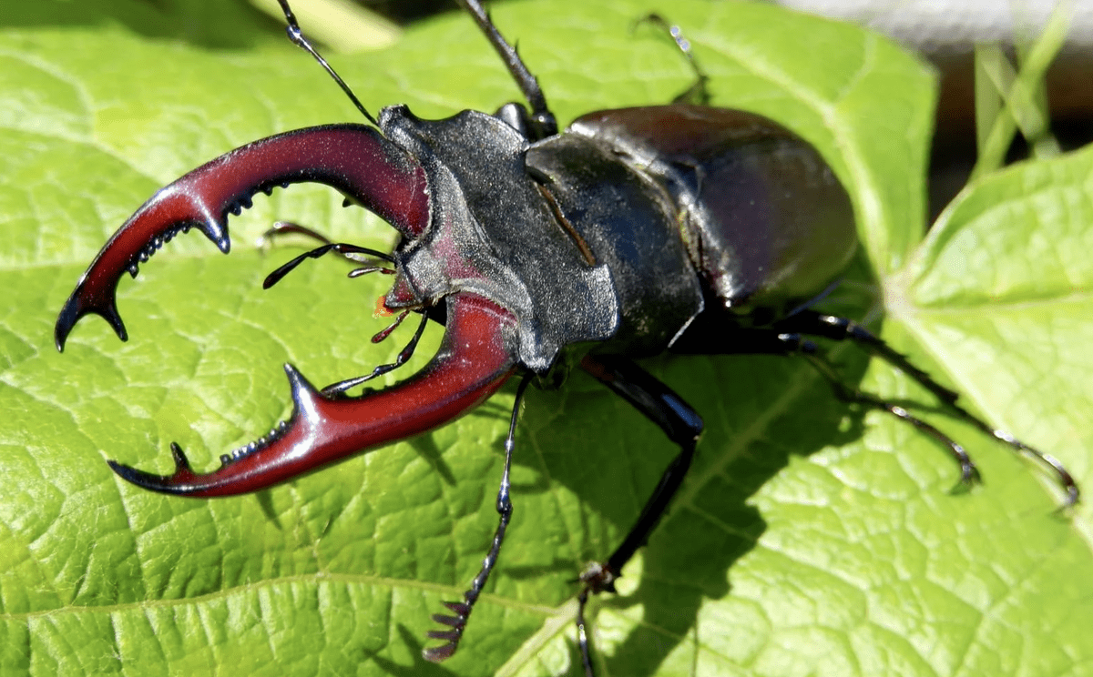 ❤️  Ответ поэту - рябов борис - БОРЬБА