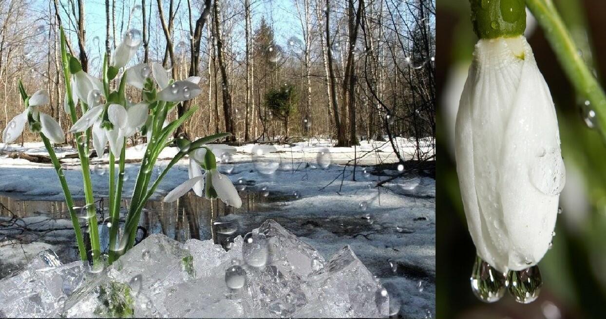 Мелодия капели (акростих)