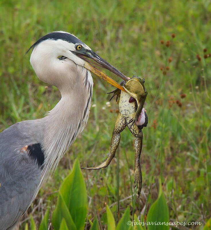 ❤️  ОБМАНУТАЯ НАИВНОСТЬ - (сказочка)
