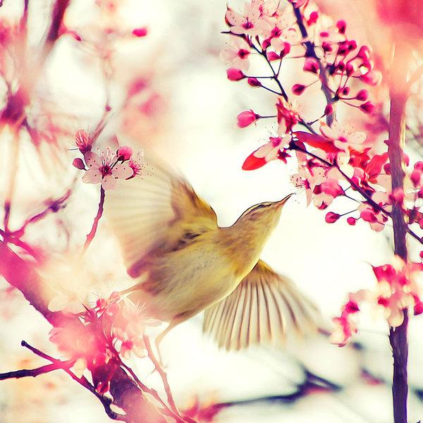 Взвизгнул чайник...