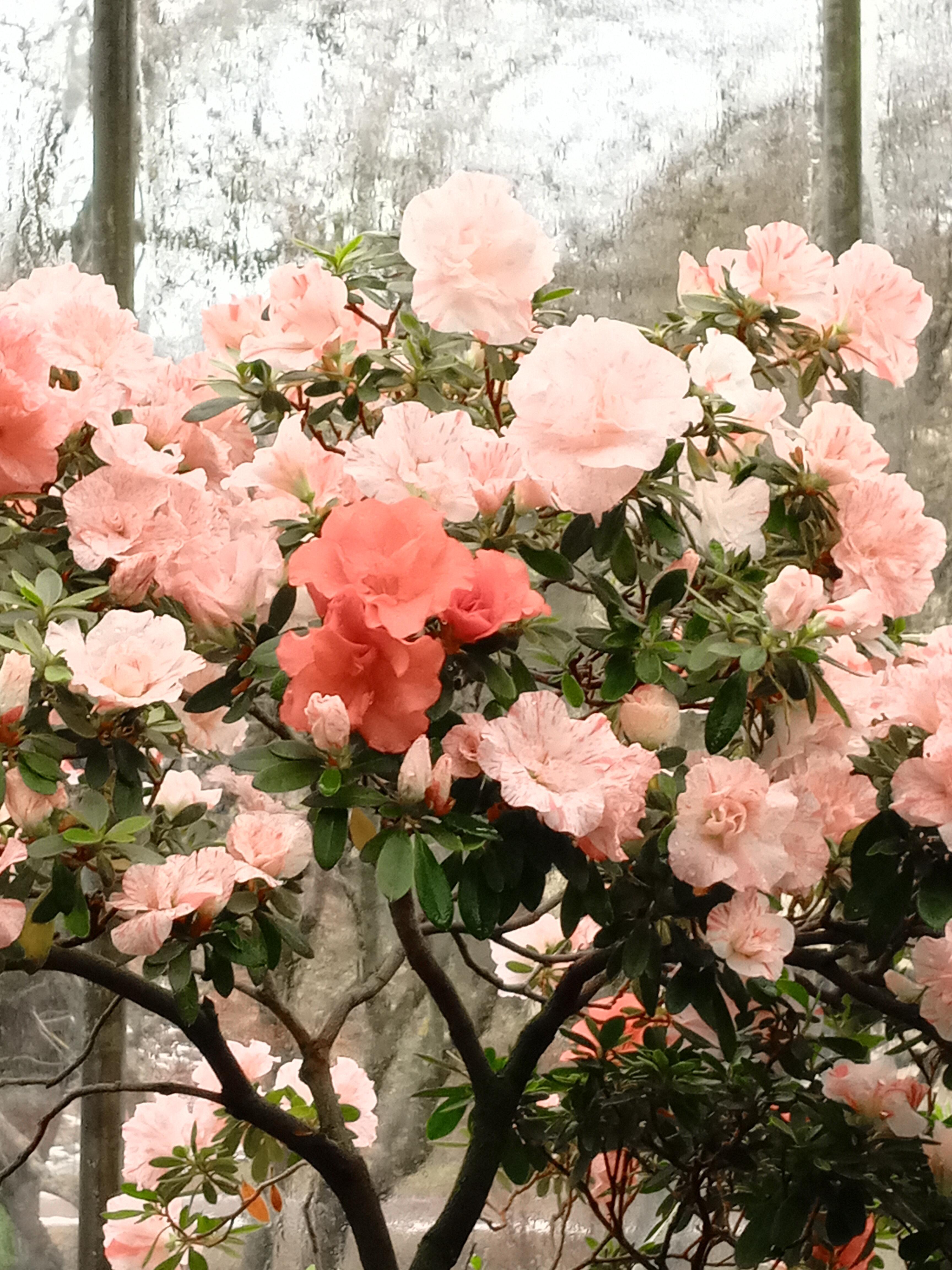 Те дни с улыбкой вспоминаю... В.Зайцев (читает Иван Родионов)