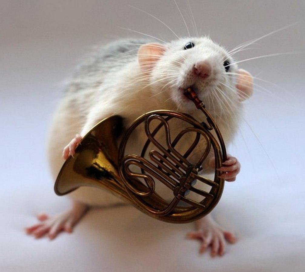 Картинки крысы смешные. Эллен Ван Дилен крысы. Смешные крысы. Веселая мышка. Смешные мышки.
