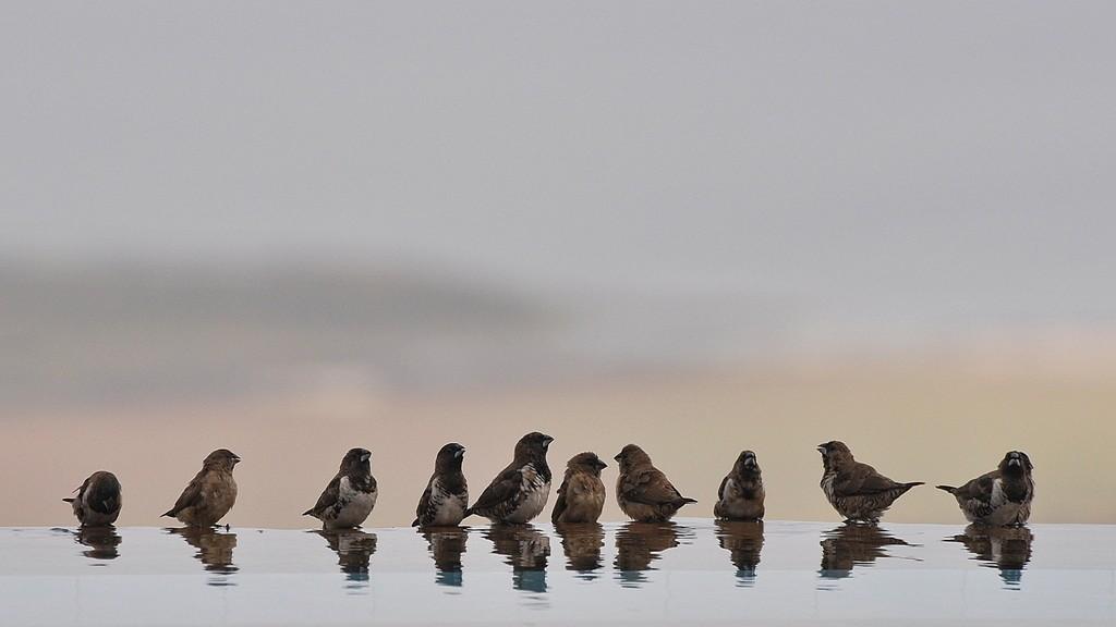Слетимся к водопою на беспутье...