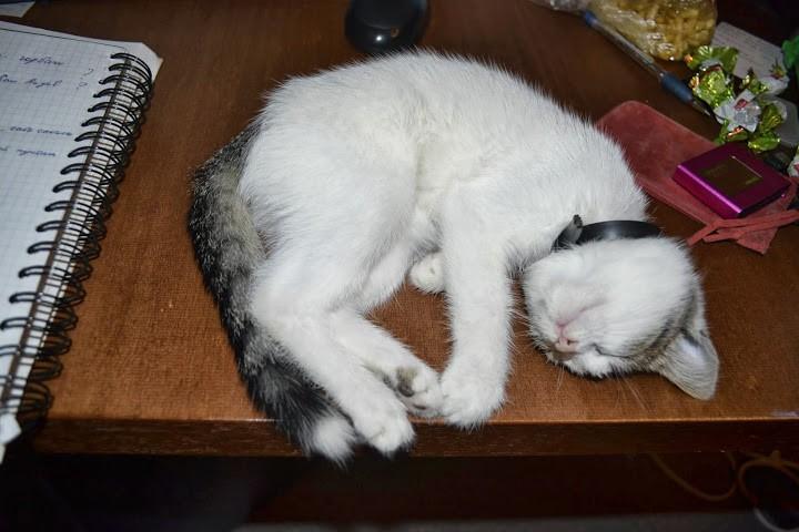 Страшный сон