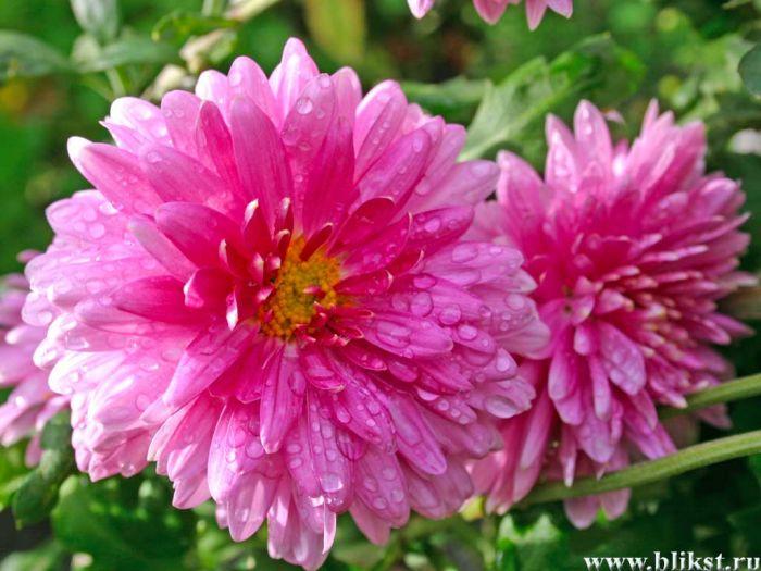 КРУГИ  И  ТРЕУГОЛЬНИКИ    шутка