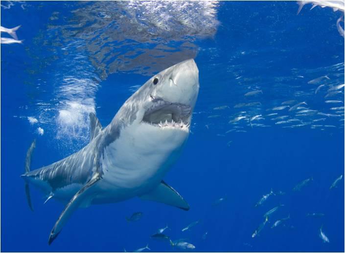 Белая акула или кархародон