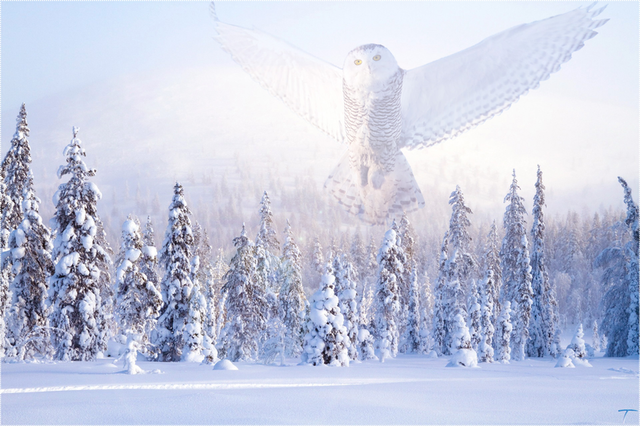 Хокку (Рождество)