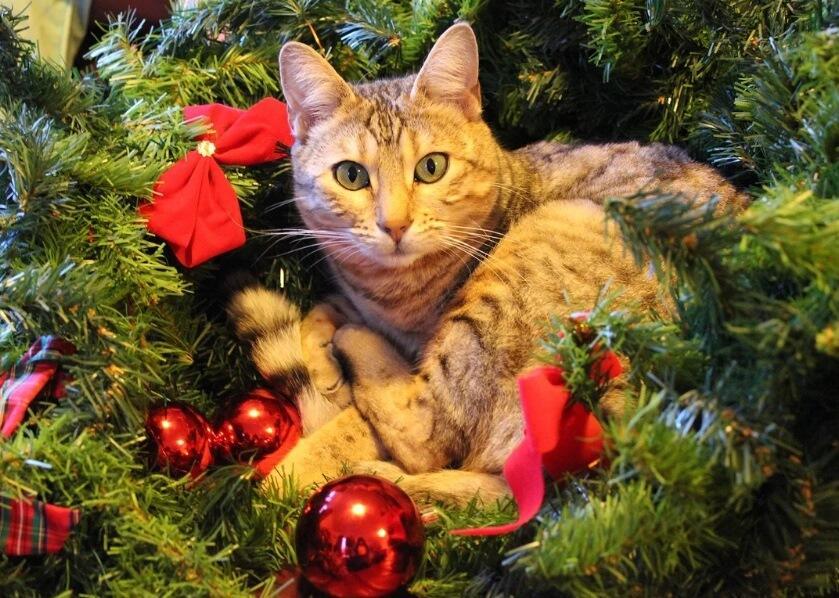 Рождественская Кошка