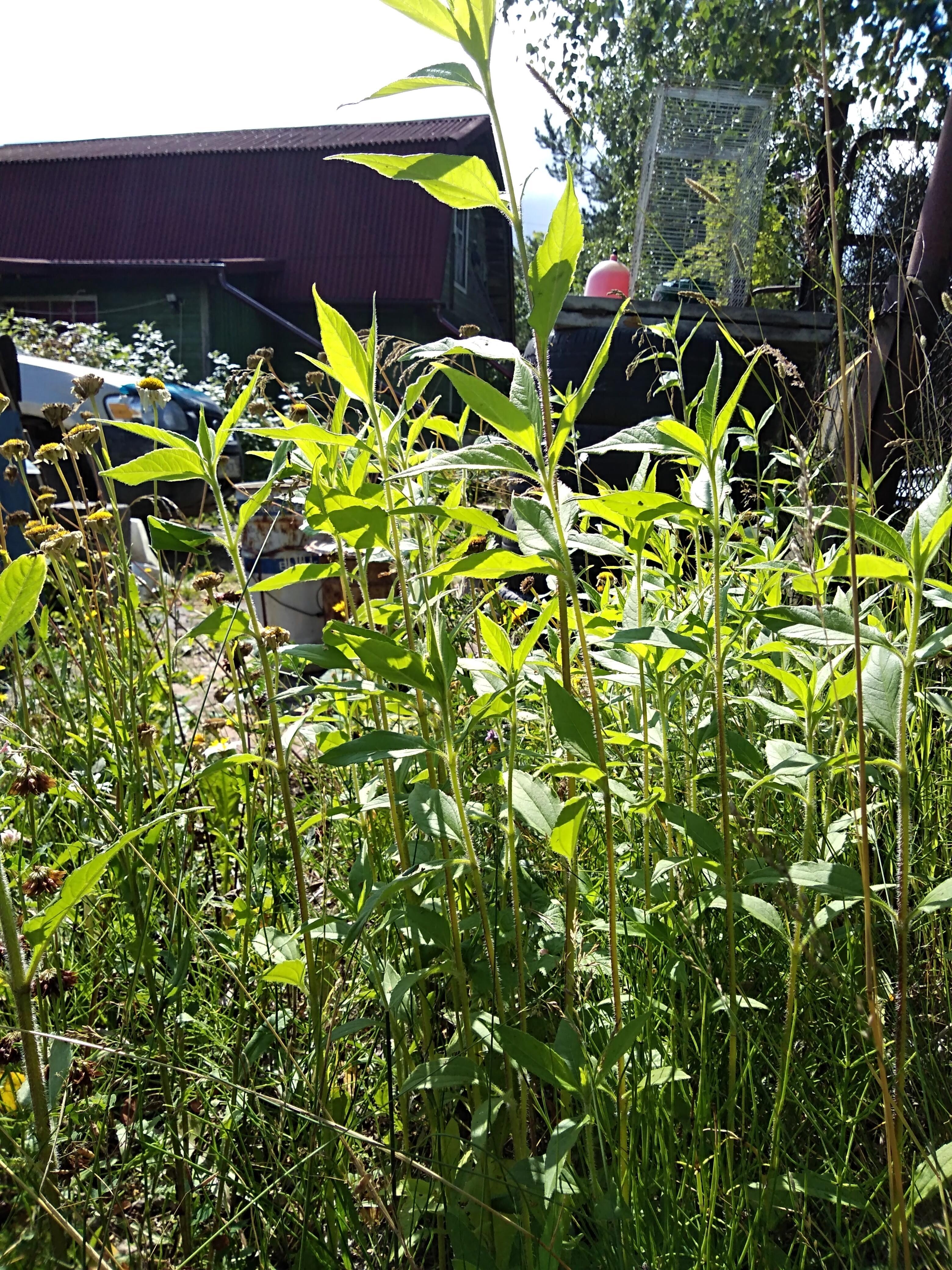 Зелень Лишь Видна. (загадка). 