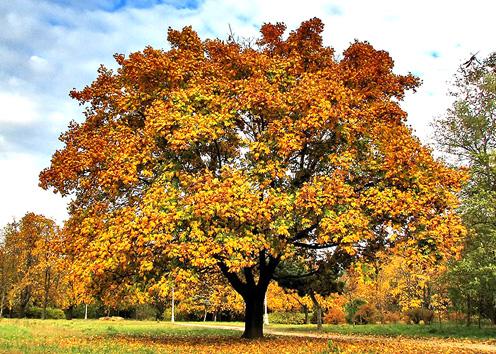 У дороги старый клён...