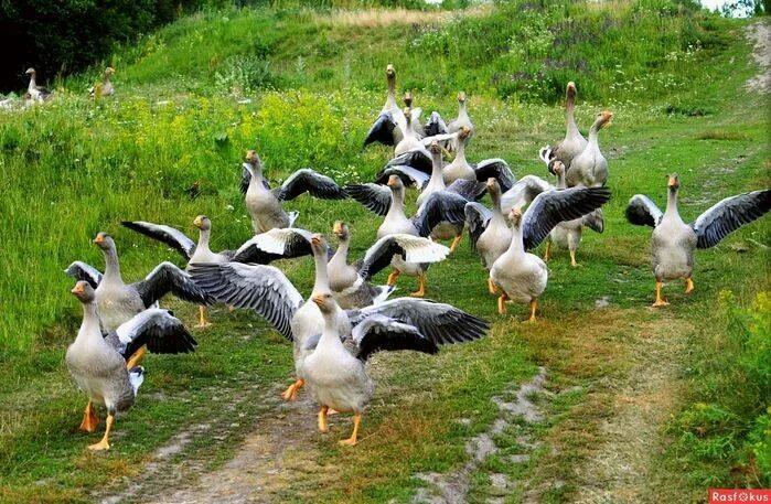 ❤️  КАНИКУЛЫ В ДЕРЕВНЕ