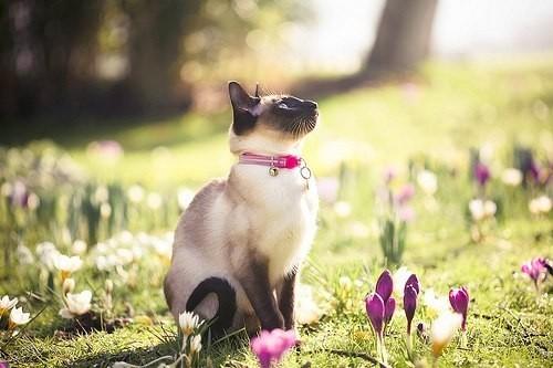 Кошка-Весна