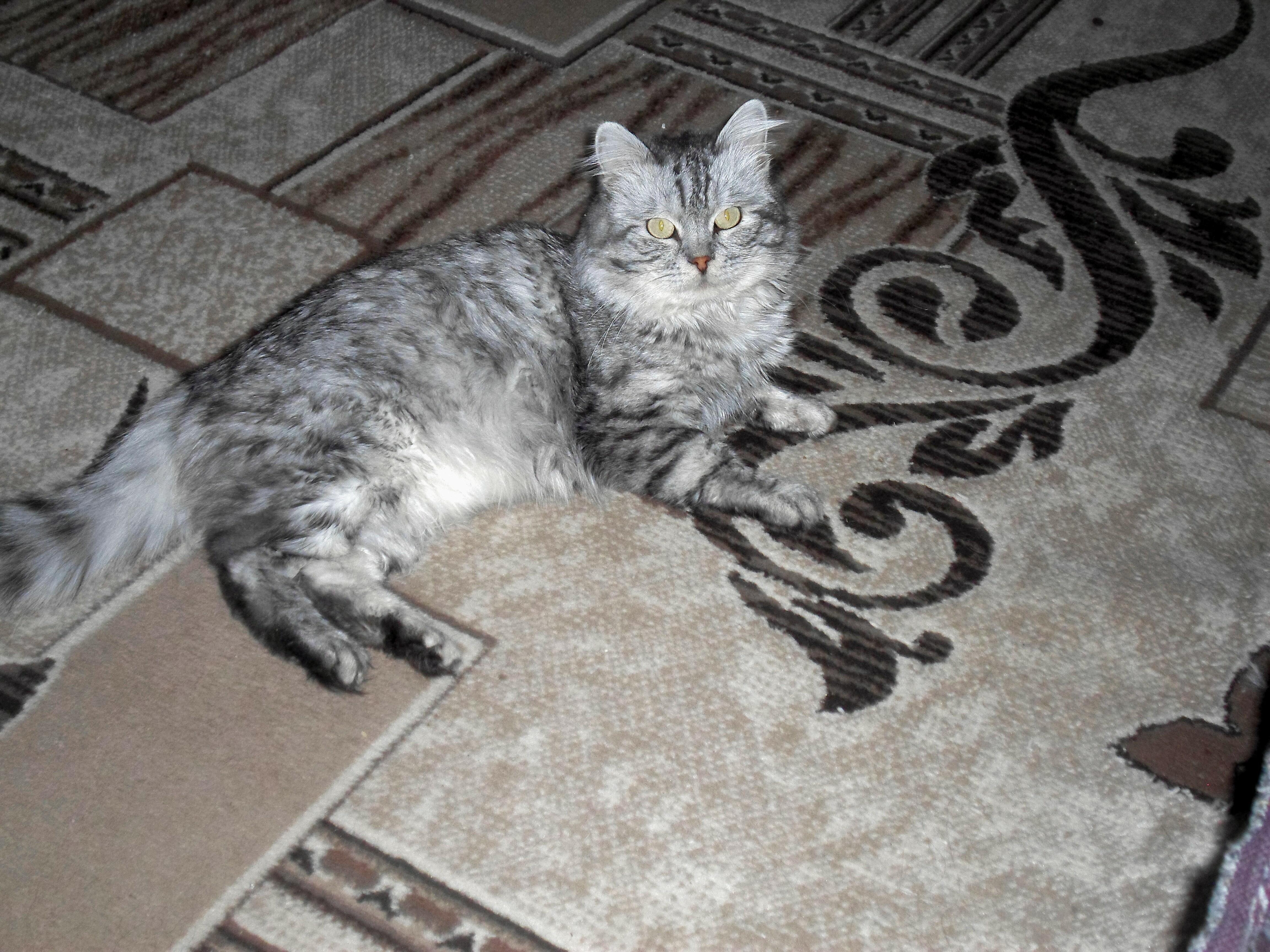 ДИАЛОГ ТЕЛЕГРАММ