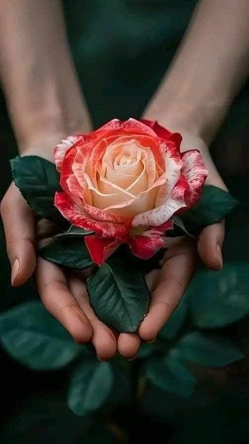 Лишь бы без фальши