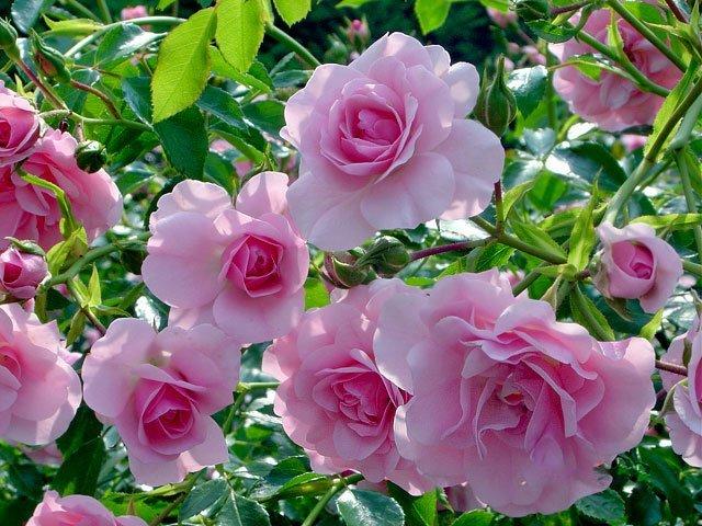 ПОЛНОЧНАЯ МОЛИТВА