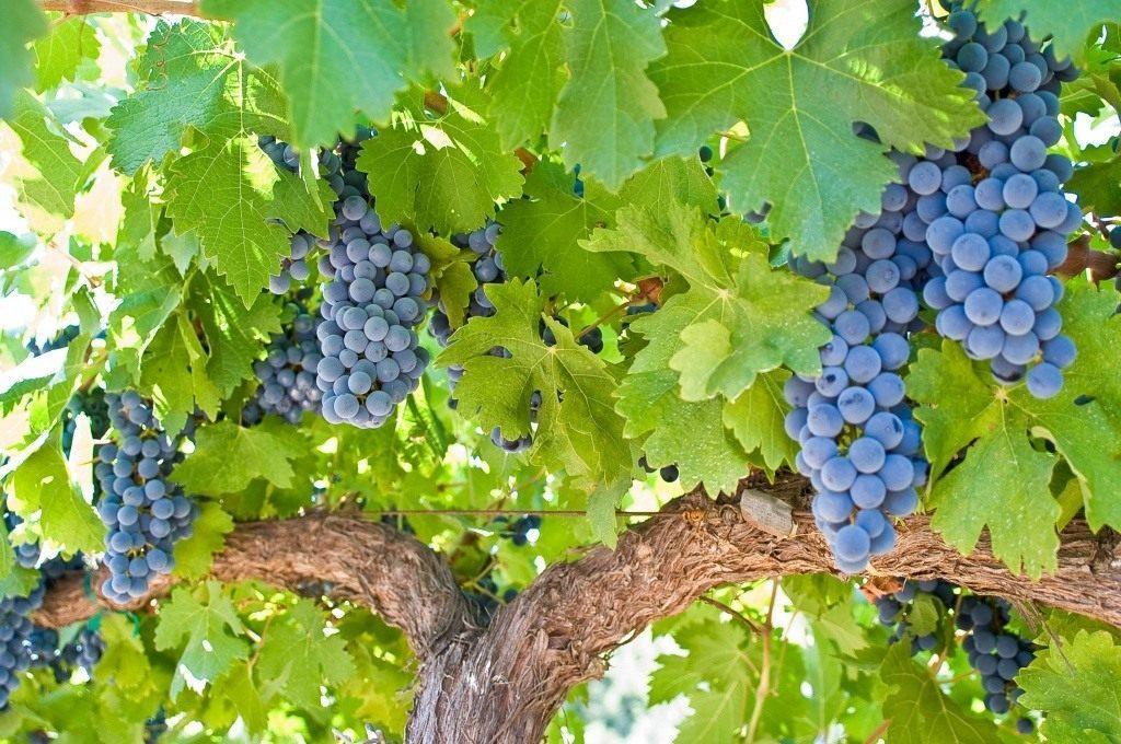 Притча о виноградной лозе