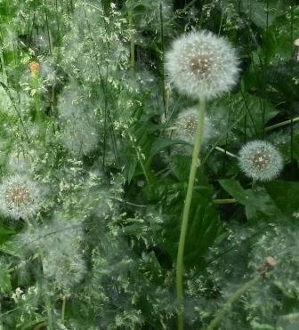 Ответ на стихотворение "Пухлянчики" Московкиной Елены