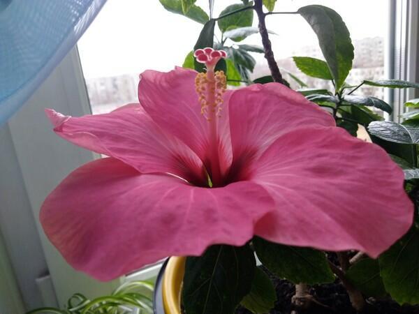 К ДНЮ ВСТРЕЧИ