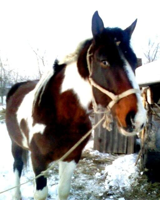 Лошадка пегая