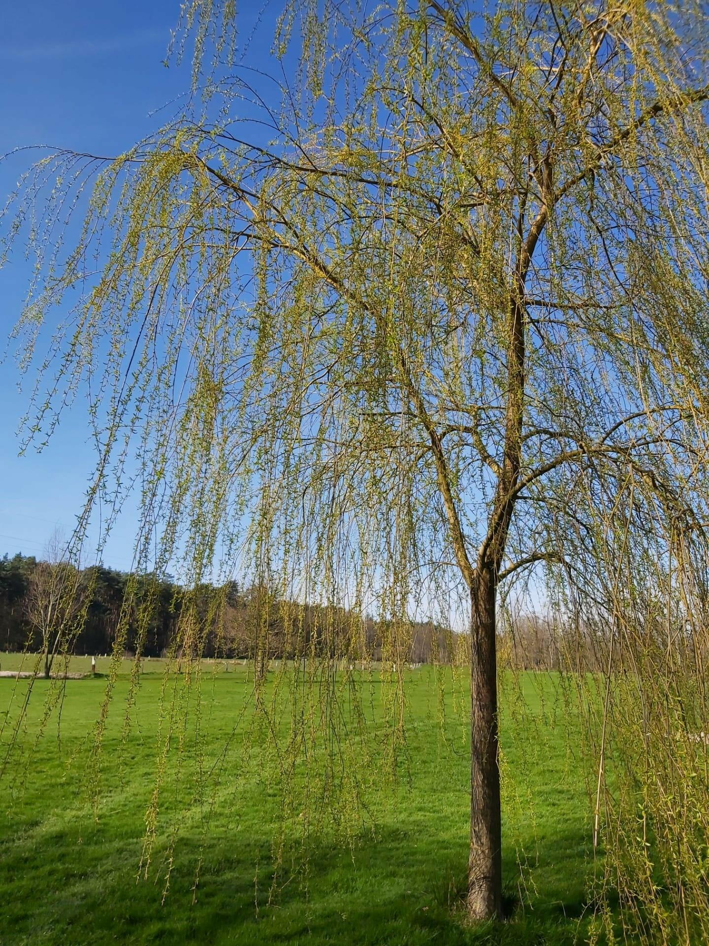 Stanza-384: «Распустили вётлы косы»