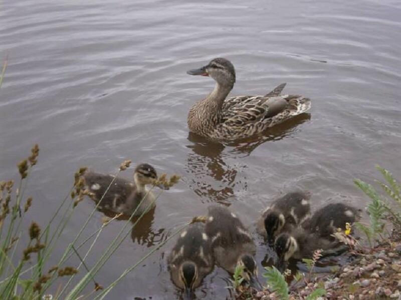 Утки, вороны и... кошка