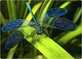 В Троицын день