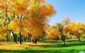 ЗОЛОТАЯ КРАСА