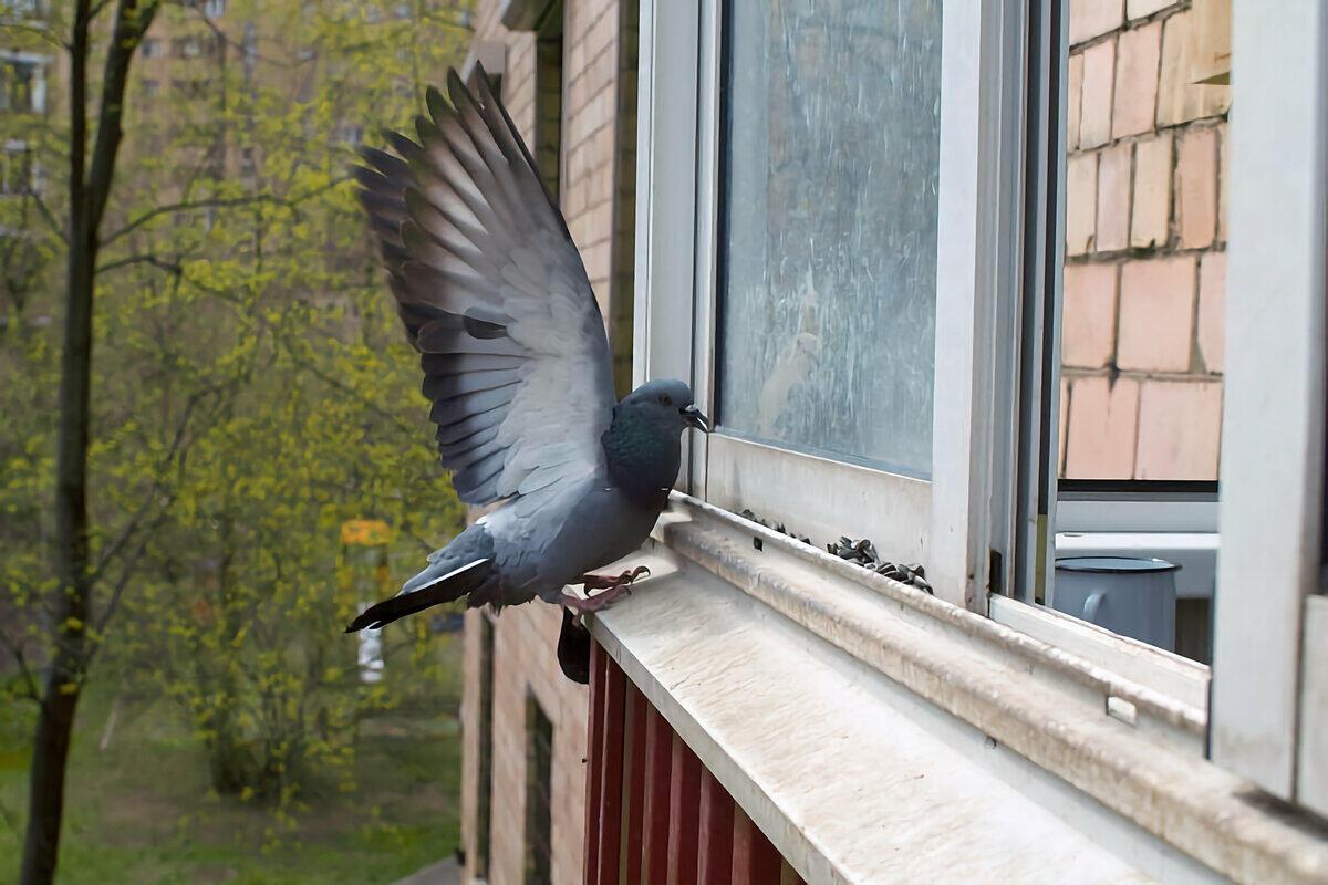 Птицы ударились в окно дома. Голубь за окном. Черный голубь на окне. Голубь ударился в окно.