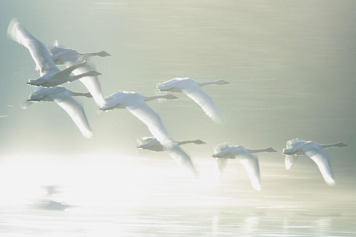 Пусть летит