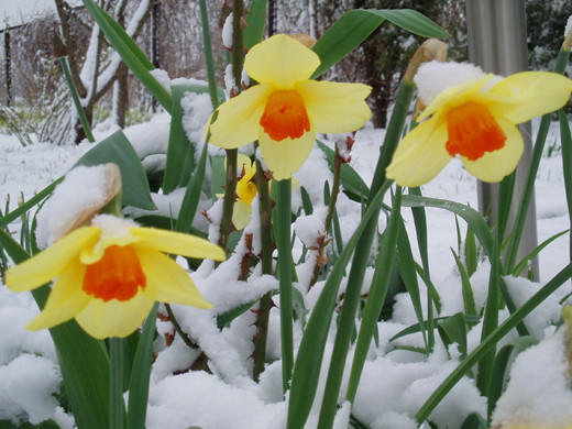 Майский снег