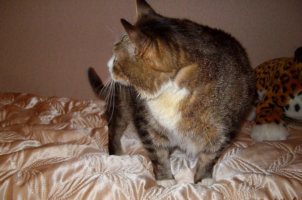 История кота Тома. Часть 2. Бытие