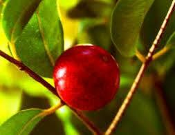 МАРЦИНАРИЯ.