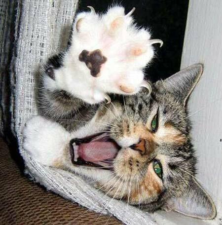 Ответ поэту - Гаптуллов Фердинанд - Мечта воробья