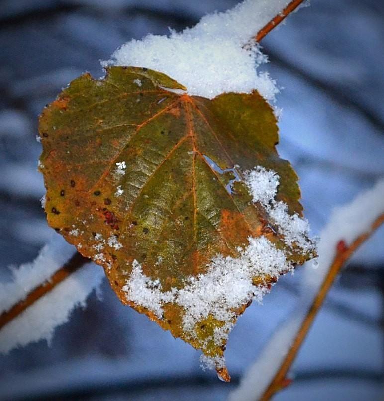 Долгое прощание
