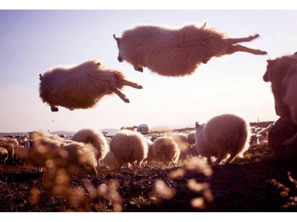Счастливой овцой