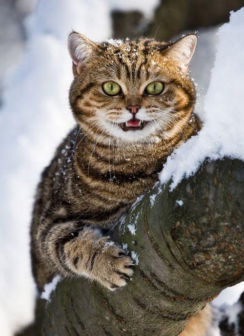 КОТ ПОВАДИЛСЯ НА ДАЧУ