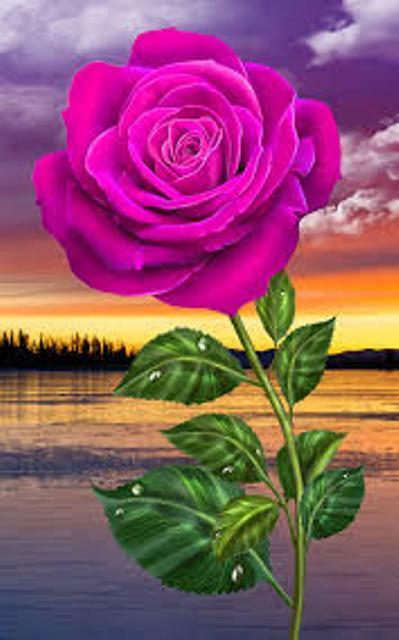 ЗАКАТ И РОЗА...