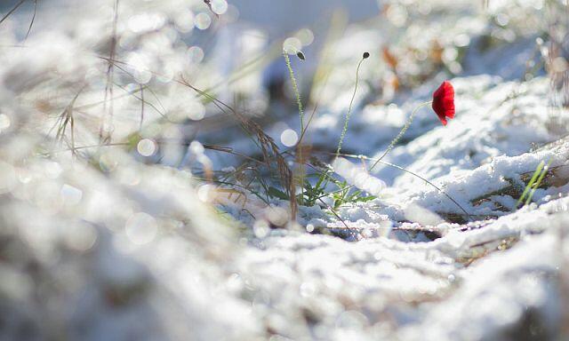 Всё было до войны, моя красивая...