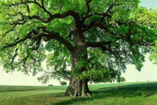 Монолог дуба